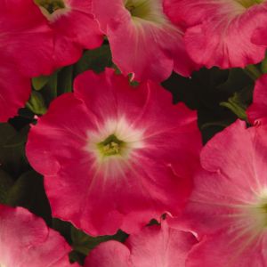 Petunias (Easy Wave)